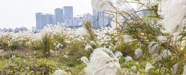 遇见丨开福·逛三园：我在「鸭嘴公园」好快乐鸭！