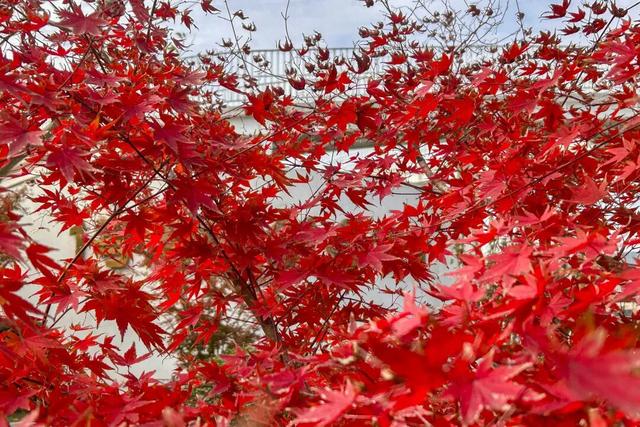 别再等！宝山这里已把秋日色阶拉满