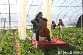 让爱似草莓般甜蜜！济南南部山区草莓音乐节成功举办图片