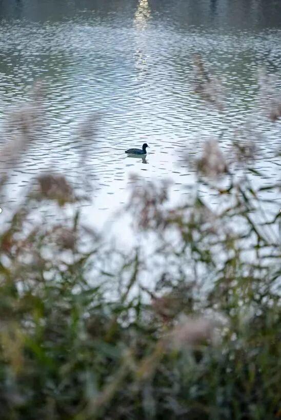 新华社+《国家地理》推荐 快来打卡山东秋景限定款