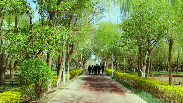 组图丨凉州植物园：夏荫消暑 荷风送香
