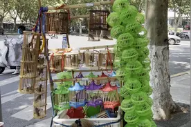 “这都是我们夏天的玩伴！”天气炎热，叫蝈蝈热销吸引市民购买图片