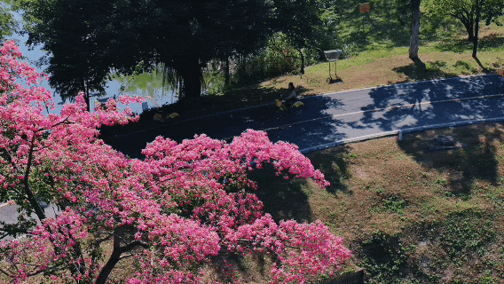 最美松湖｜秋冬花界“天花板”，快来这些地方赏异木棉