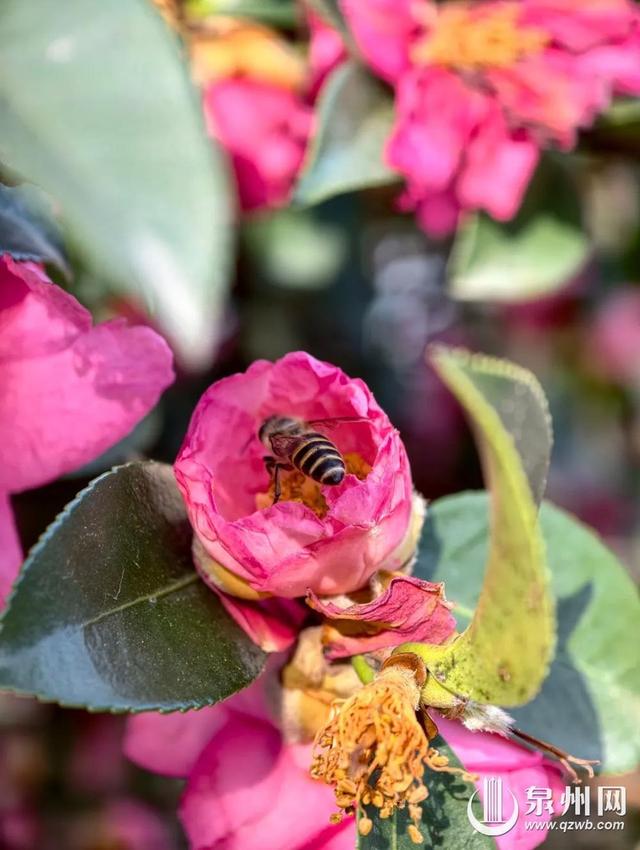 泉州的冬天依然有浪漫花海上线 “冬半如春暖，疏花满路开”