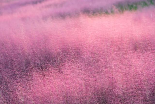 抓住晴天的尾巴！静安限时浪漫秋色，再不去就亏了丨静宝聊天室