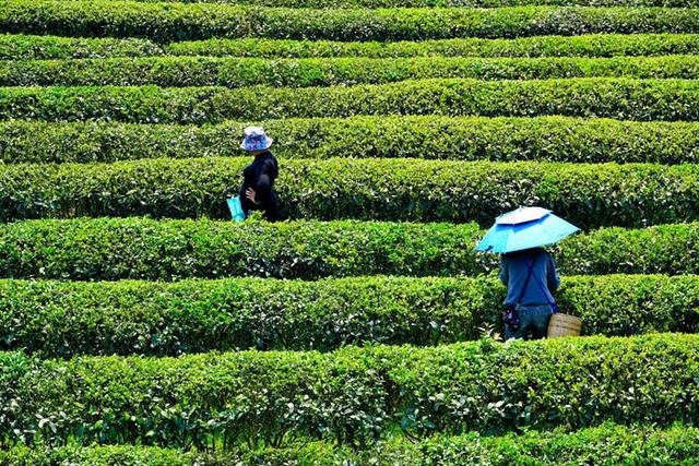 石阡：“茶农旅”深度融合铺就“十四五”高质量发展之路