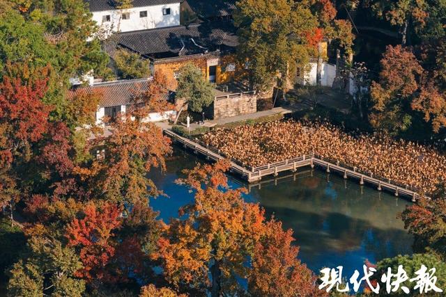 苏州天平山红枫变色率达到50%以上，五彩枫迎来最佳观赏期