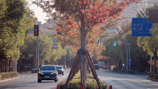 别眨眼！罗店马路秋色，一街一帧画正在限时上映