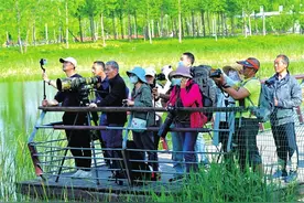 疣鼻天鹅将超百只 郑州“天鹅护卫队”创造守护奇迹图片