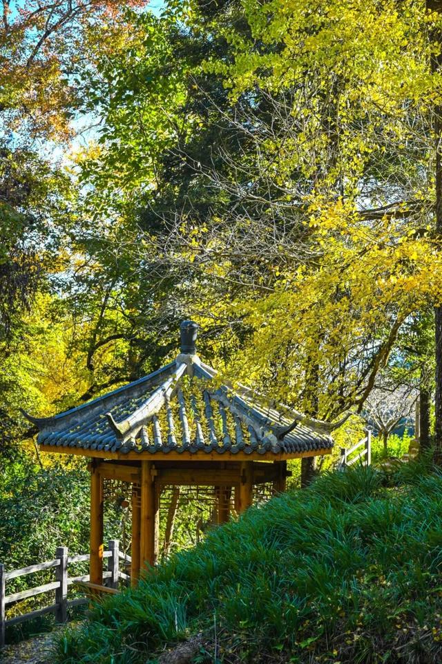 现存数量最多！赏银杏就来珠峰村