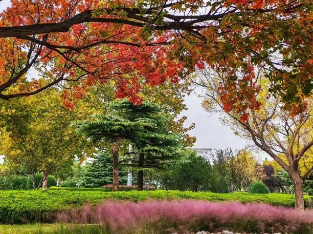 坊子区7处“落叶缓扫”超出片，快来打卡~