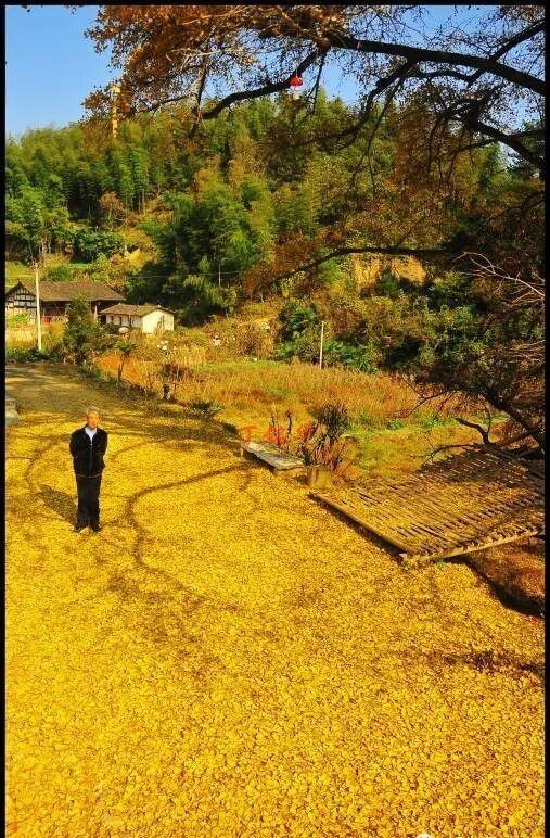 一树鎏金一树诗，铅山这3个绝美银杏打卡地惊艳整个秋天！