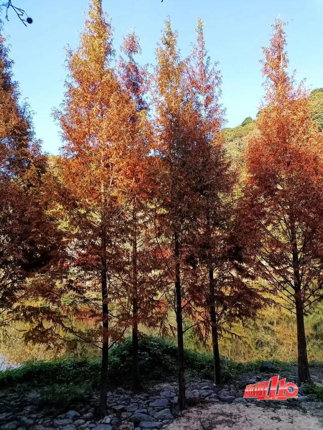 红了！红了！不少福州人都出动了......下周憋大招，强冷空气这天杀到