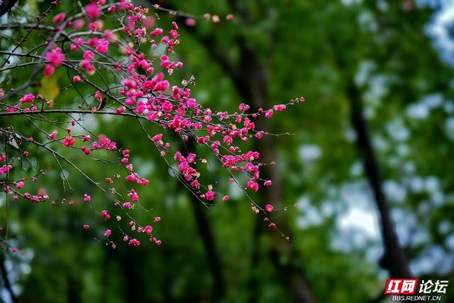 组图丨黛瓦红梅，是藏在石峰公园里的中式浪漫