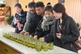 春茶抢“鲜”上市 湖州安吉白茶香飘致富路图片