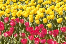 威海南海新区郁金香花海惊艳上线图片