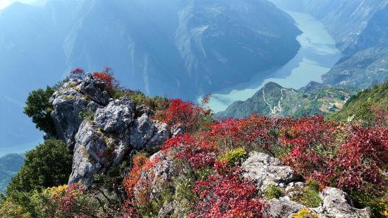 又见巫山红叶红