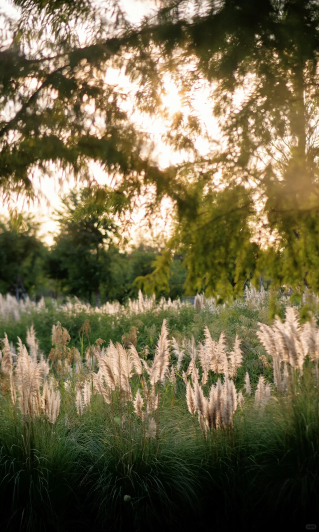 上海竟然藏了一片长满粉黛与芦苇的免费小众仙境！还有水杉渐红→