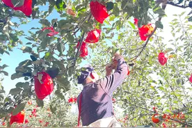 静宁：75亿果袋守护110天后 果农摘袋迎丰收图片