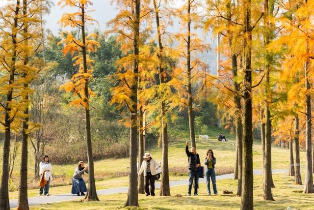 杉林映冬阳 露营拾光暖