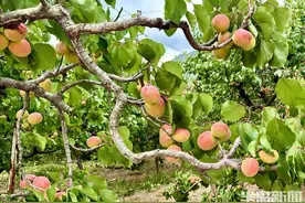 “杏”福采摘，甜蜜继续图片