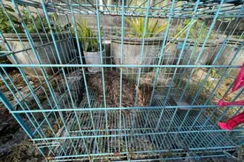 可怜小“猫”掉水坑 警察蜀黍来救助图片