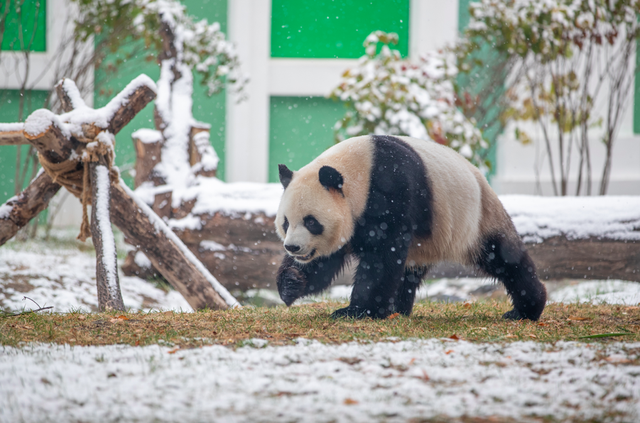 “白雪滤镜”加持，哈尔滨美成童话！熊猫撒欢、雪映枫叶，一起看雪趣大片——