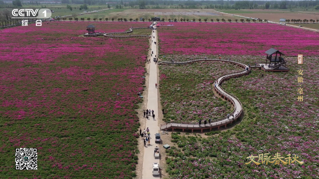 亳州：地上一座城 地下一座城