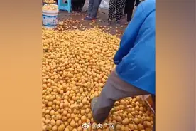重庆回应果农踩碎滞销枇杷图片