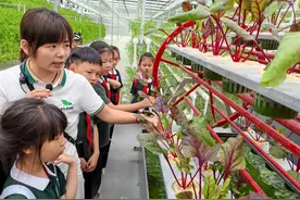 认蘑菇、采蘑菇  儿童节，孩子们走进农业生产基地图片