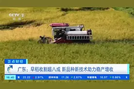 亩产超900斤！新品种新技术助力广东早稻稳产增收图片