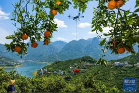 湖北秭归：“花果同枝”春橙飘香图片