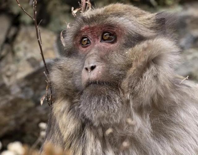 科考旅行｜秘境山南生态考察报名