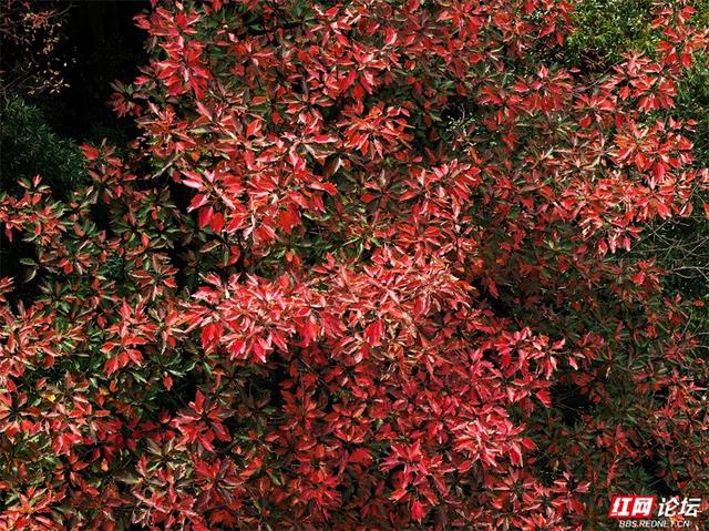 岁暖时刻丨藏在张家界的秘境！四十八寨层林尽染，这斑斓山色谁看了不心动