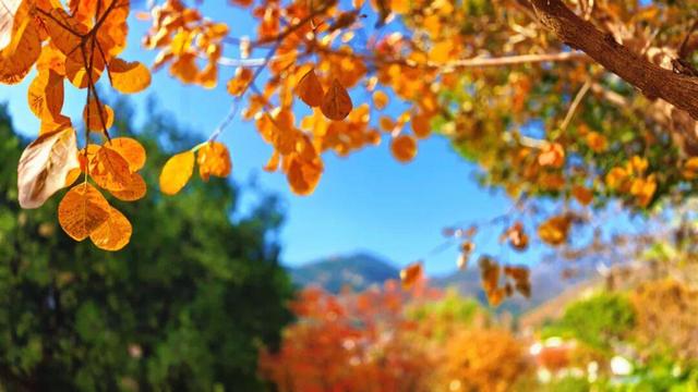 泰山的秋信：半穹澄蓝，半岭楸红