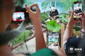 杭州动物园大熊猫香果4岁生日 众多粉丝赶来庆生图片