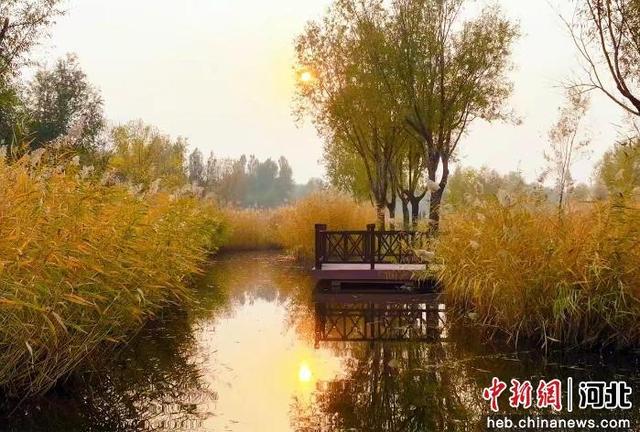 河北辛集：邂逅晚秋初冬“撞色”生态画卷