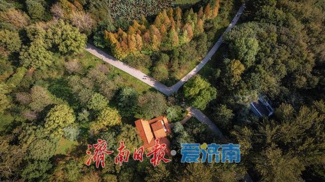 一年四季 泉在济南丨济南森林公园，秋日绘就斑斓盛景