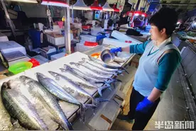 休渔期将至，岛城鲅鱼价格不升反降！网友笑称：女婿不足……图片