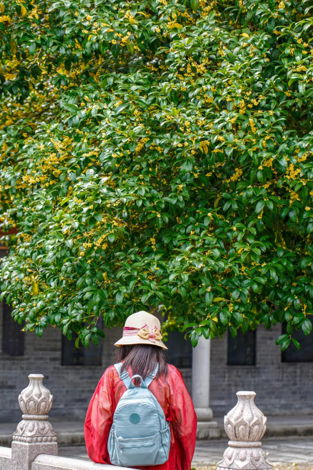 藏于鼎湖山！最老的桂花树，已美了200多年……