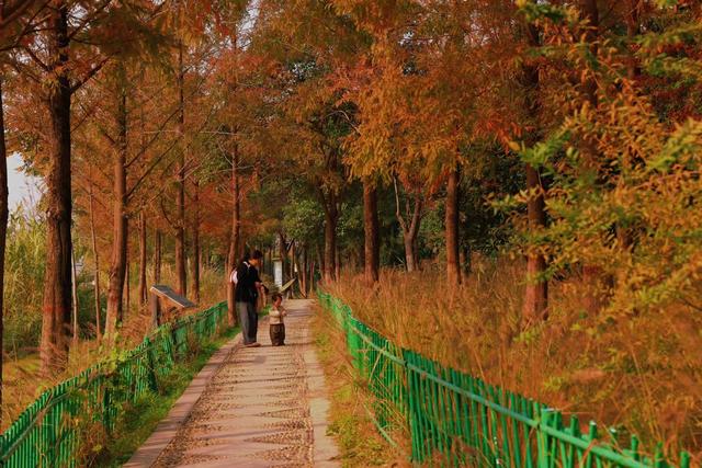 商视界｜柘城容湖初冬如画