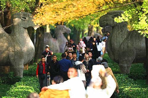 石象路“最美600米”秋景引游客