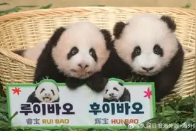 名字公布了！韩国诞生的大熊猫双胞胎 取名“睿宝”和“辉宝”图片