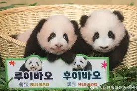 名字公布了！韩国诞生的大熊猫双胞胎 取名“睿宝”和“辉宝”图片