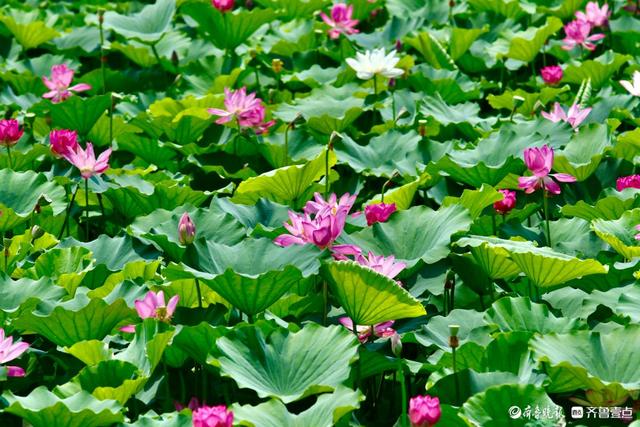 畅游济宁微山湖，万亩荷花别样红