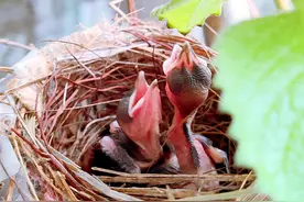 阳台来了“搭伙同居”的新朋友，汕头居民记录红耳鹎生崽过程图片