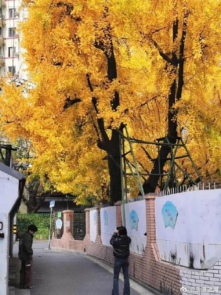 上海中心城区“树龄最长”：700岁古银杏即将迎来最美季！