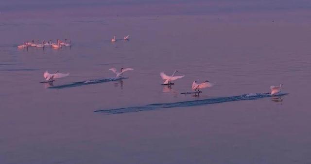 南海新区：碧海旭日天鹅舞