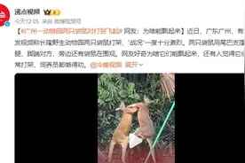 广州一动物园两只袋鼠对打到飞起 网友好奇为啥能飘起来图片