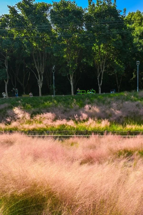 成片粉黛乱子草花海梦幻上线！这些公园火了！